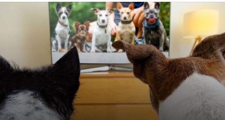 Създадоха ултравиолетов телевизор за животни